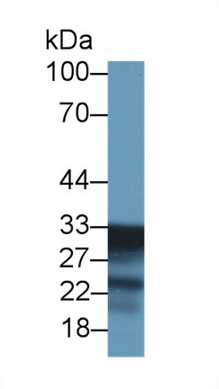 14505