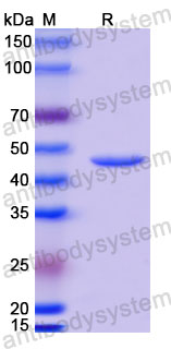 Валидация SDS-PAGE - AntibodySystem RVV13407