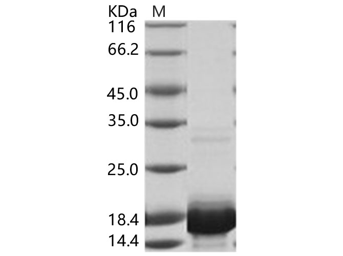 Валидация Elabscience PKSV030132(5909)