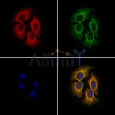 Валидация Affinity DF3986 - 15215