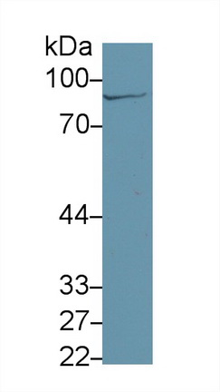 13512