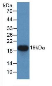 52563