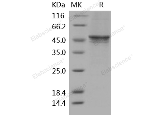 Валидация Elabscience PKSH030425(1356)