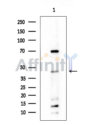 Валидация Affinity DF14551 - 10540