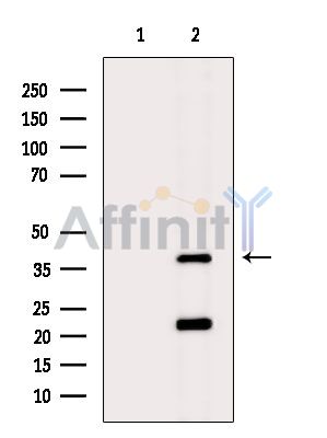 Валидация Affinity DF15905 - 12418