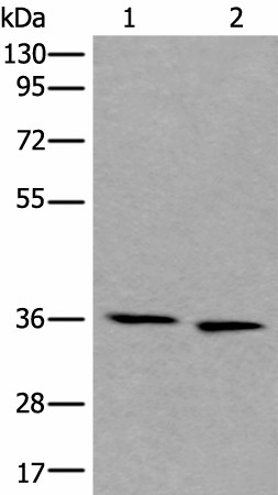 Валидация Elabscience E-AB-17737
