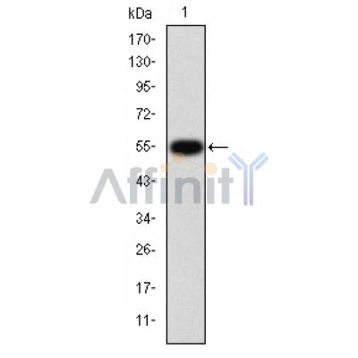 Валидация Affinity AF5347 - 2941