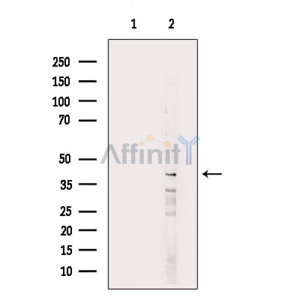 Валидация Affinity AF6333 - 3605