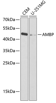 Валидация Elabscience E-AB-67359