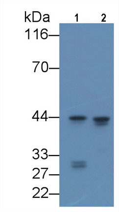 27568