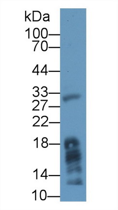 8929