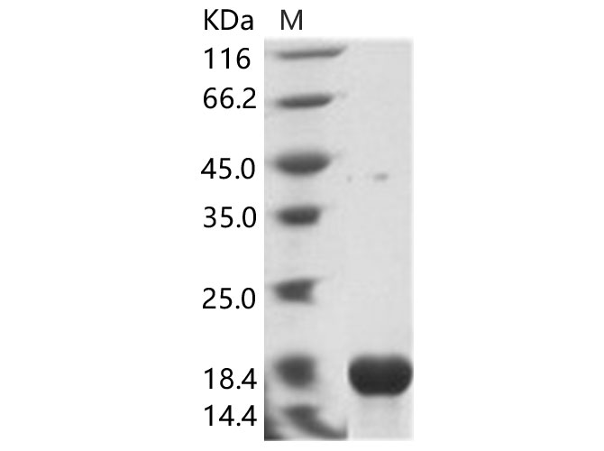Валидация Elabscience PKSV030168(5945)