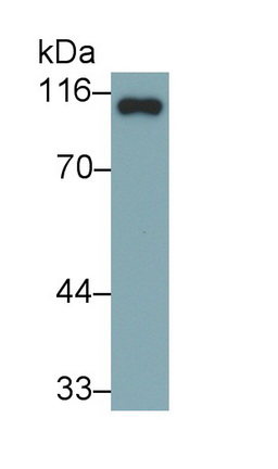 40270