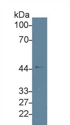 13688