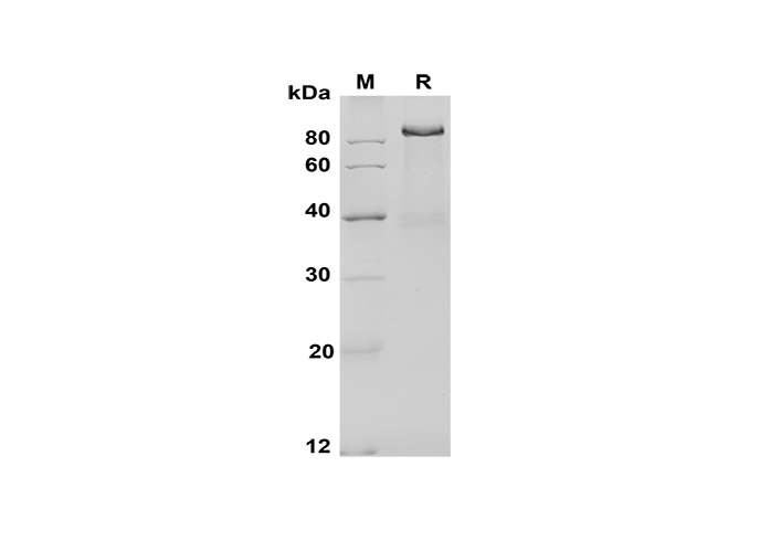 Валидация Elabscience PDMM100167(1127)