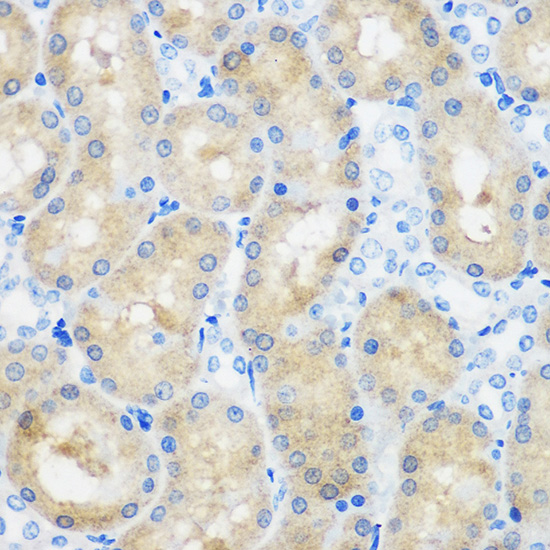 Валидация Elabscience E-AB-92059