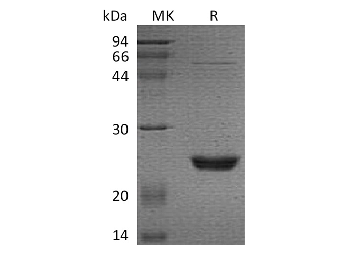 Валидация Elabscience PKSH033478(3784)