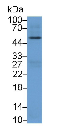 21651
