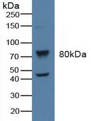 5074