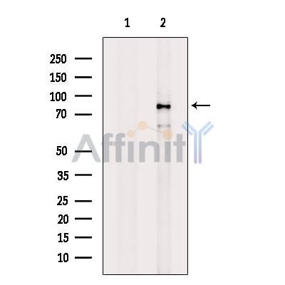 Валидация Affinity DF6009 - 17229