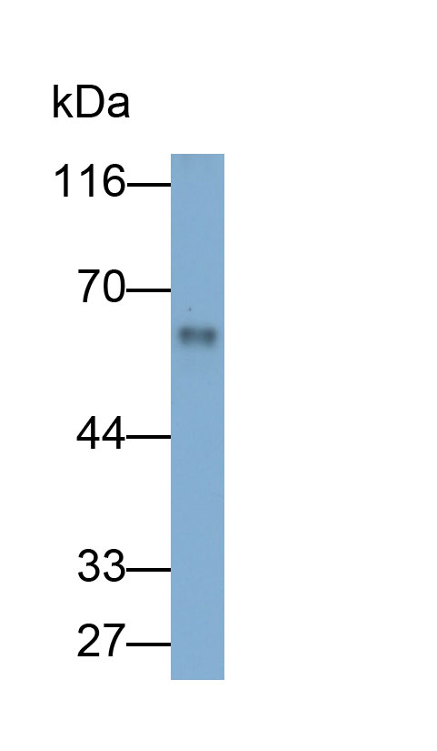 31689