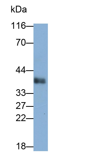 32139