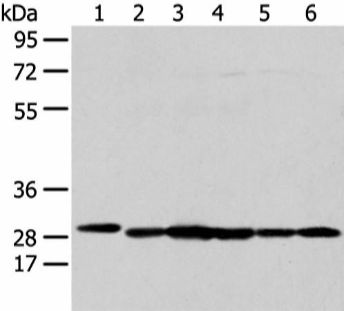 Валидация Elabscience E-AB-53409