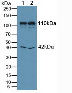 5095