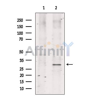 Валидация Affinity DF8897 - 21009
