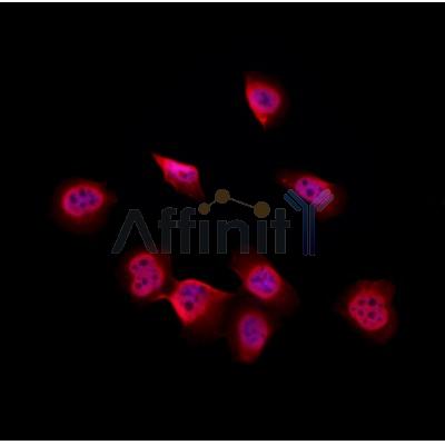 Валидация Affinity DF7019 - 18658