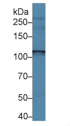 14496