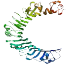 Extracellular Leucine Rich Repeat And Fibronectin Type III Domain Containing Protein 2 (ELFN2)