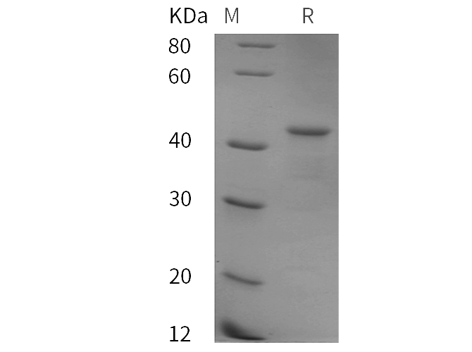 Валидация Elabscience PDEH100783(226)
