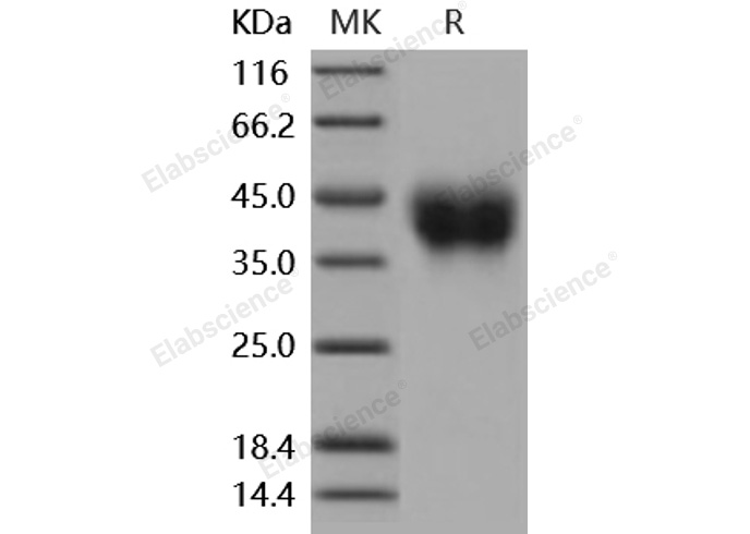 Валидация Elabscience PKSM040319(4325)
