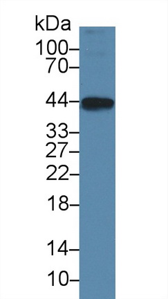 13721