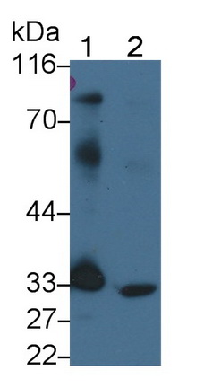 946