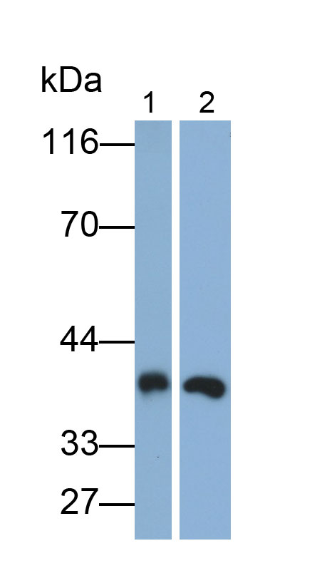 11193