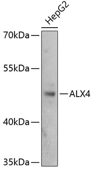 Валидация Elabscience E-AB-67494