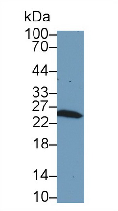 9693