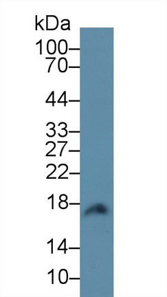 9592