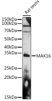 Валидация Elabscience E-AB-92193
