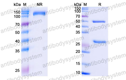 Валидация SDS-PAGE - AntibodySystem FRB96730