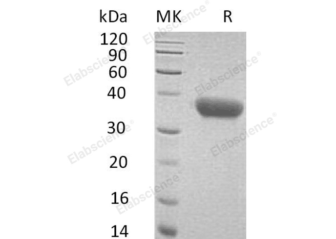 Валидация Elabscience PKSM040995(4932)