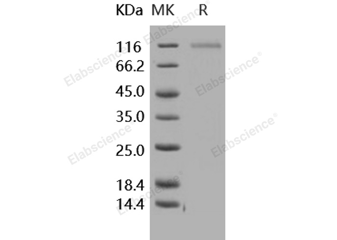 Валидация Elabscience PKSH030474(1393)