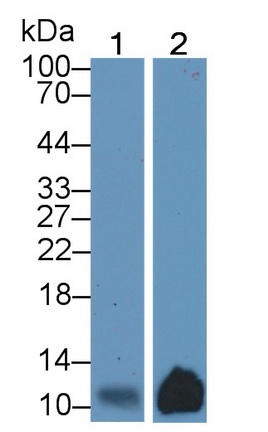 20470