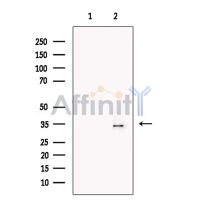 Валидация Affinity DF13701 - 9306