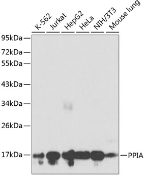 Валидация Elabscience E-AB-60133