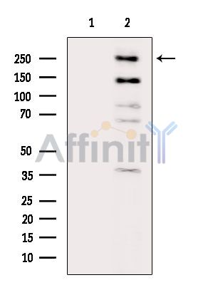 Валидация Affinity DF8998 - 21206