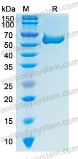 Валидация AntibodySystem AHA13501