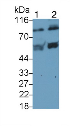 48748